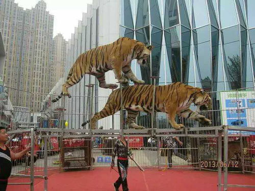 專業(yè)馬戲表演團(tuán)隊(duì)活動(dòng)報(bào)價(jià)承接大小型雜技演出活動(dòng)出租