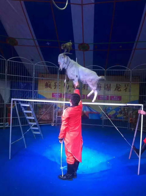 廊坊海獅表演租賃費用