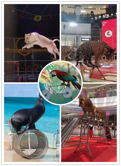 大安市美人魚表演企鵝出租當地