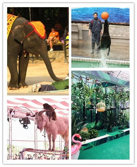 建甌市雜技表演出租詳細(xì)解讀