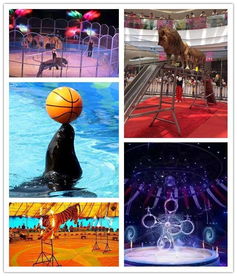 邳州本地有出租萌寵動物矮馬展覽的嗎聯系電話