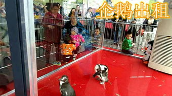 呼倫貝爾海獅 企鵝 哪里有憑租企鵝 海豹 的