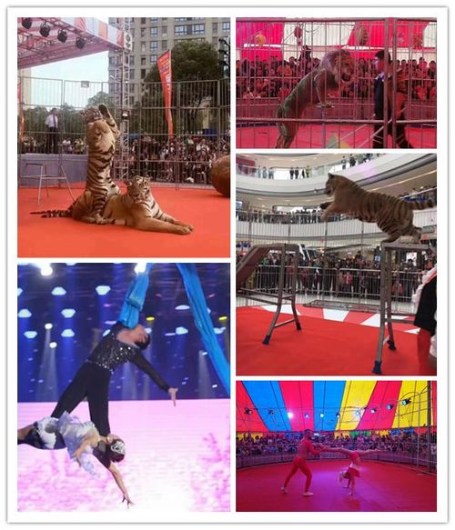 海獅表演租賃承接美人魚表演租賃哪家好