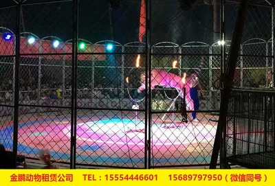 專業馬戲團表演出租十堰市 人員雜技租賃