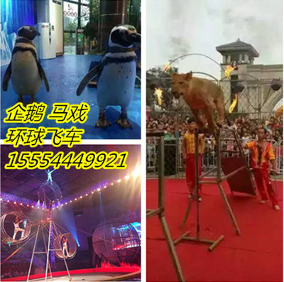 保定市海獅表演出租_企鵝_馬戲團_山東眾鑫動物租賃 - 商國互聯網