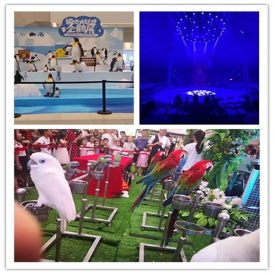 常州馬戲團表演出租特色節目