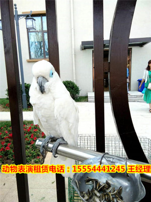 熱門動物演出-創新馬戲團節目出租運城市