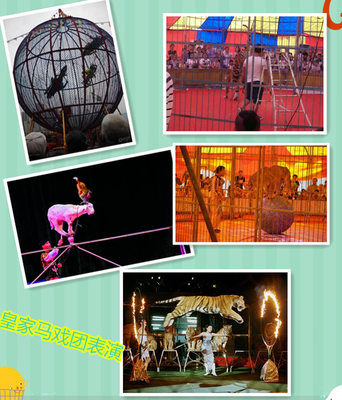 上海市鯊魚展水母展魚缸展租賃全國巡展