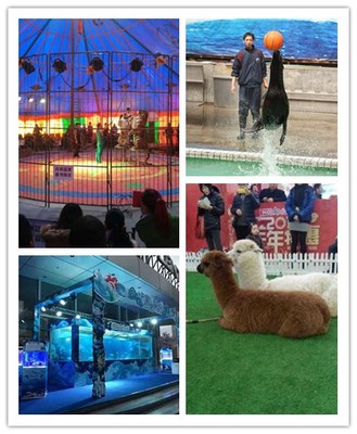 青銅峽市小動(dòng)物馬戲團(tuán)表演出租