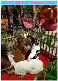 保定小動物表演出租 羊駝萌寵展覽租賃 海獅企鵝海豹出