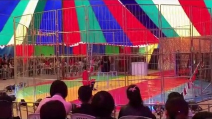 四川哪里有馬戲團表演出租26