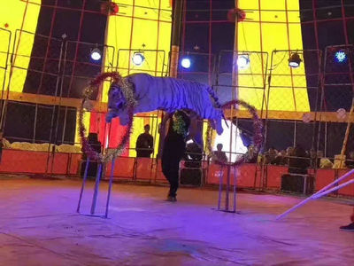 馬戲團表演資源專業(yè)馬戲團表演方案