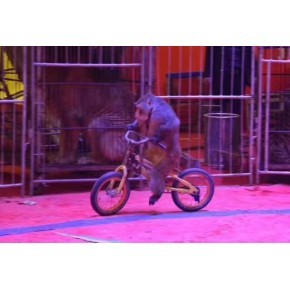 俄羅斯皇家馬戲團馬戲團租賃出租