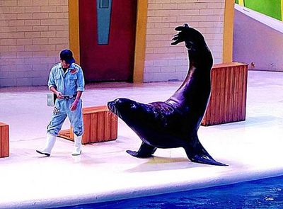 海獅表演清明出租檔期