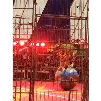 【哪里有馬戲團(tuán)表演出租的獅虎表演出租專業(yè)馬戲活動圖片】哪里有馬戲團(tuán)表演出租的獅虎表演出租專業(yè)馬戲活動