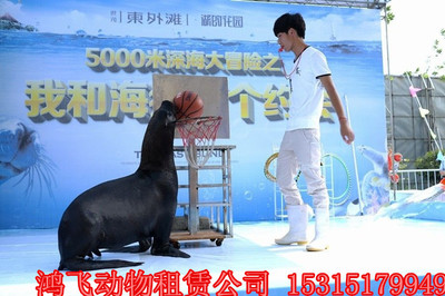 河南省平輿馬戲團(tuán)動物雜技表演出租價格優(yōu)惠嗎