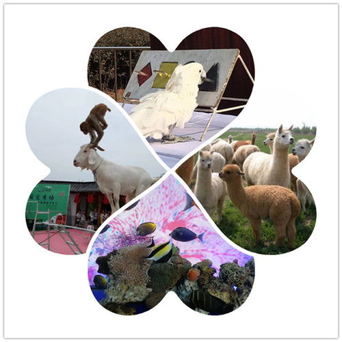 廊坊什么地方有百鳥展租賃,什么地方百鳥展租賃