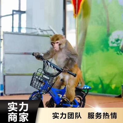 馬戲團(tuán)表演租賃公司暖場(chǎng)活動(dòng)