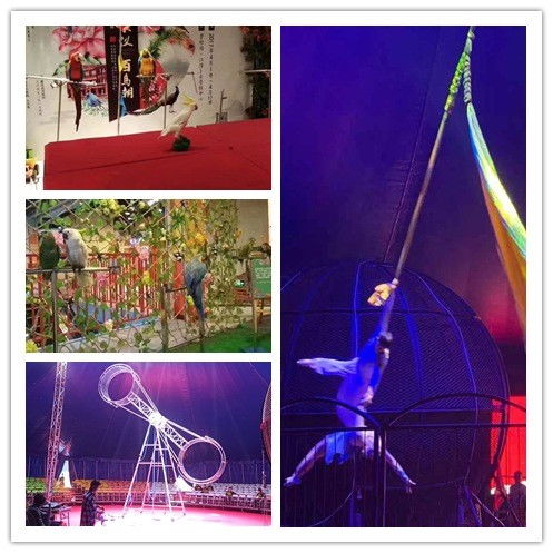 溧陽(yáng)市羊駝出租袋鼠租賃海洋展出租