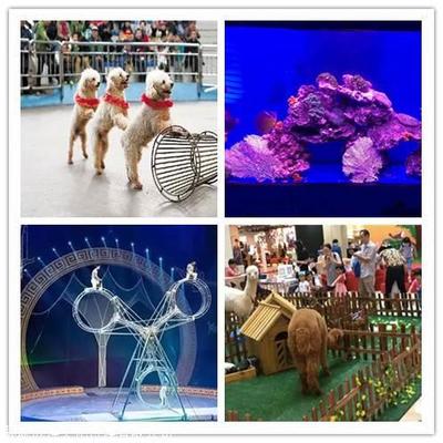 鸚鵡表演,百鳥園展覽,萌寵動(dòng)物租賃,馬戲團(tuán)商演電話