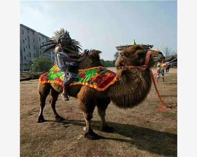 永春縣馬戲團(tuán)動(dòng)物表演價(jià)格合作流程