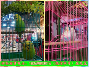 加急置頂新疆維吾爾自治區(qū)烏魯木齊什么地方有出租馬戲團表演的