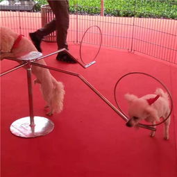 萌寵出租長(zhǎng)期羊駝租賃哪里有畢節(jié)市