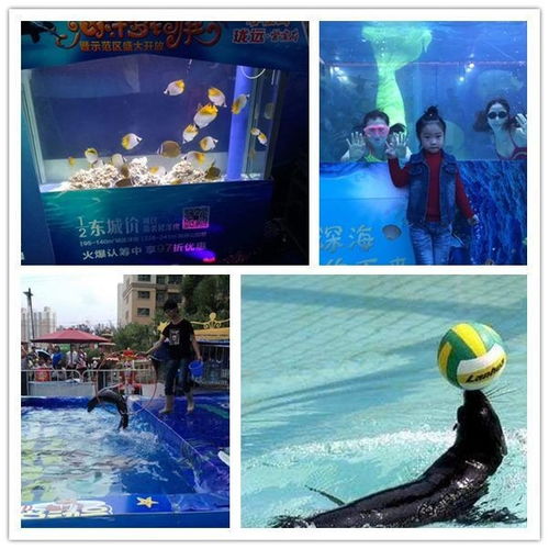 撫州馬戲團(tuán)表演海獅表演出租