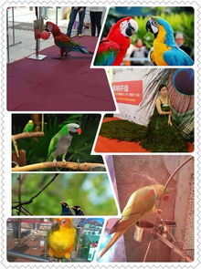 奉化市周邊馬戲團表演出租讓您捧腹大笑