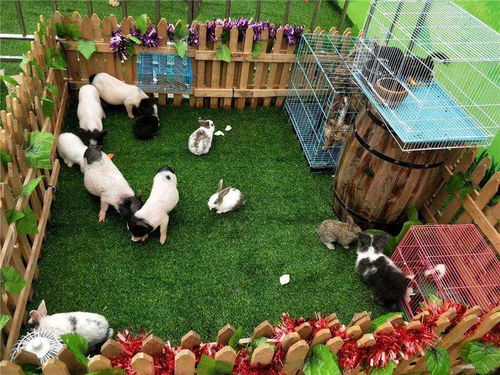 兩當百鳥園展覽與馬戲團表演合作流程詳解