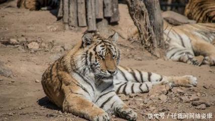 養(yǎng)虎為患 馬戲團無資質(zhì)飼養(yǎng)老虎釀悲劇