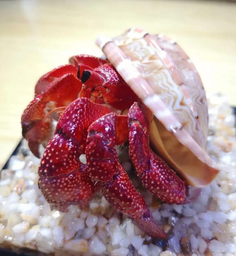 三明萌寵與特色表演租賃服務(wù) 打造難忘的娛樂體驗(yàn)